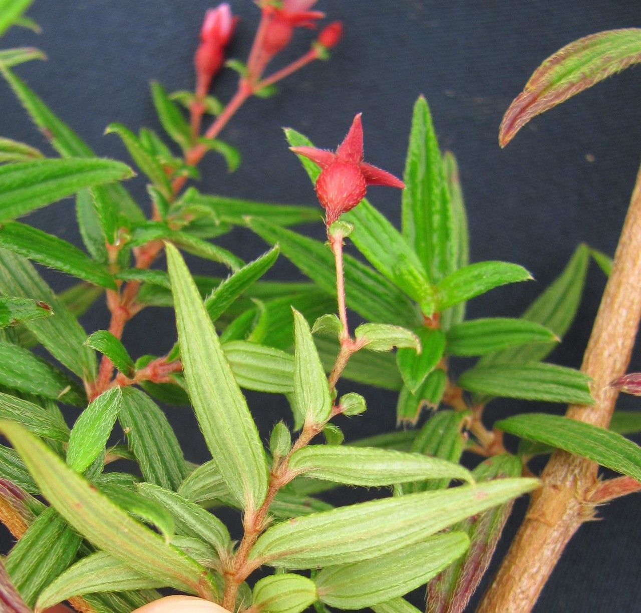 Monochaetum macrantherum other