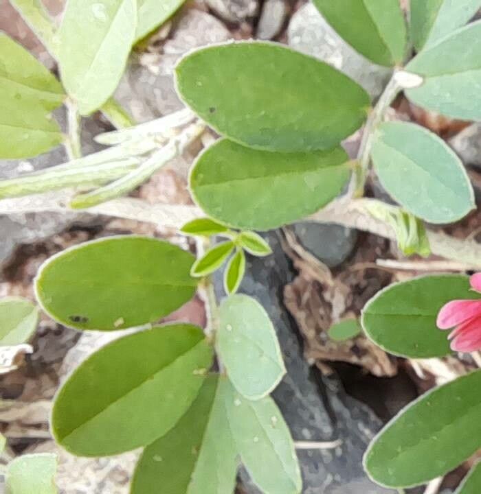 Indigofera parodiana — houseplant care guide