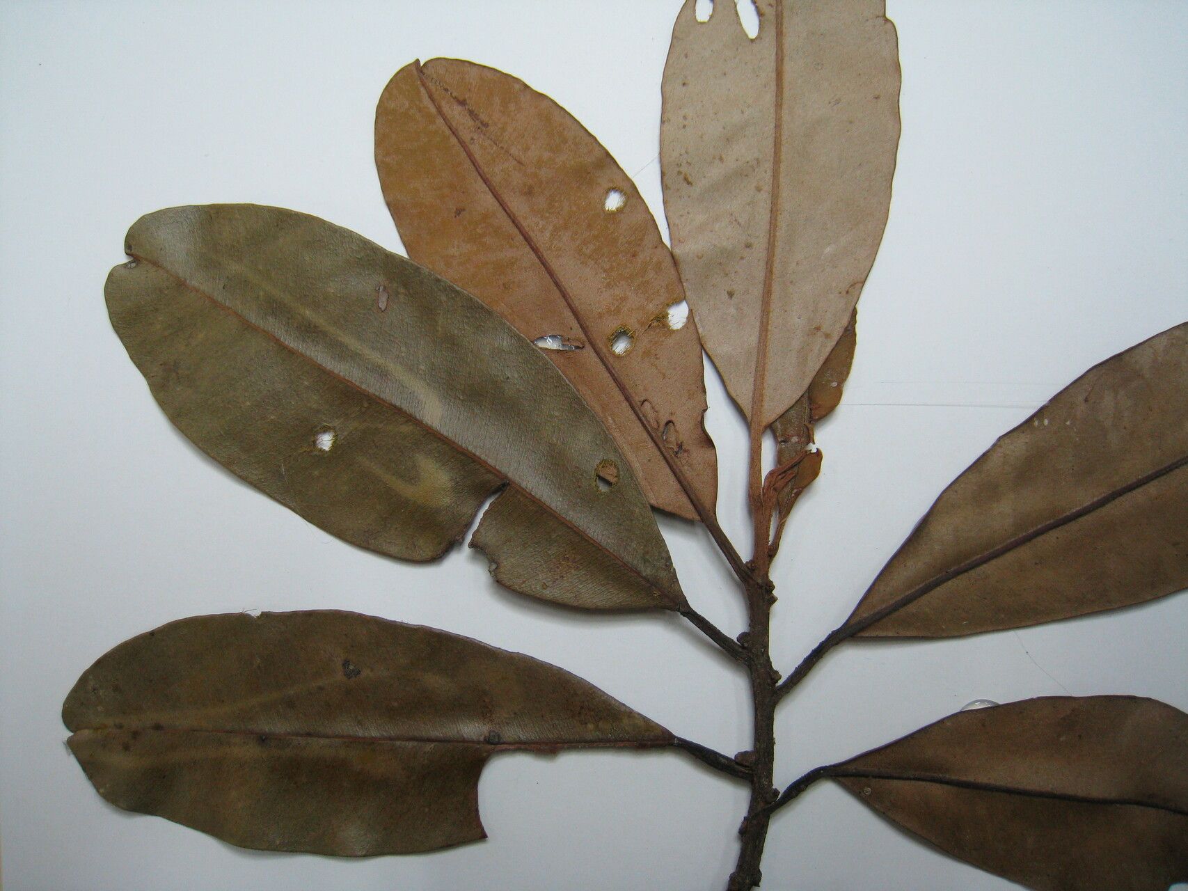 Micropholis guyanensis other