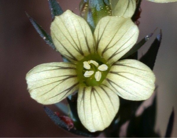 Linum strictum flower