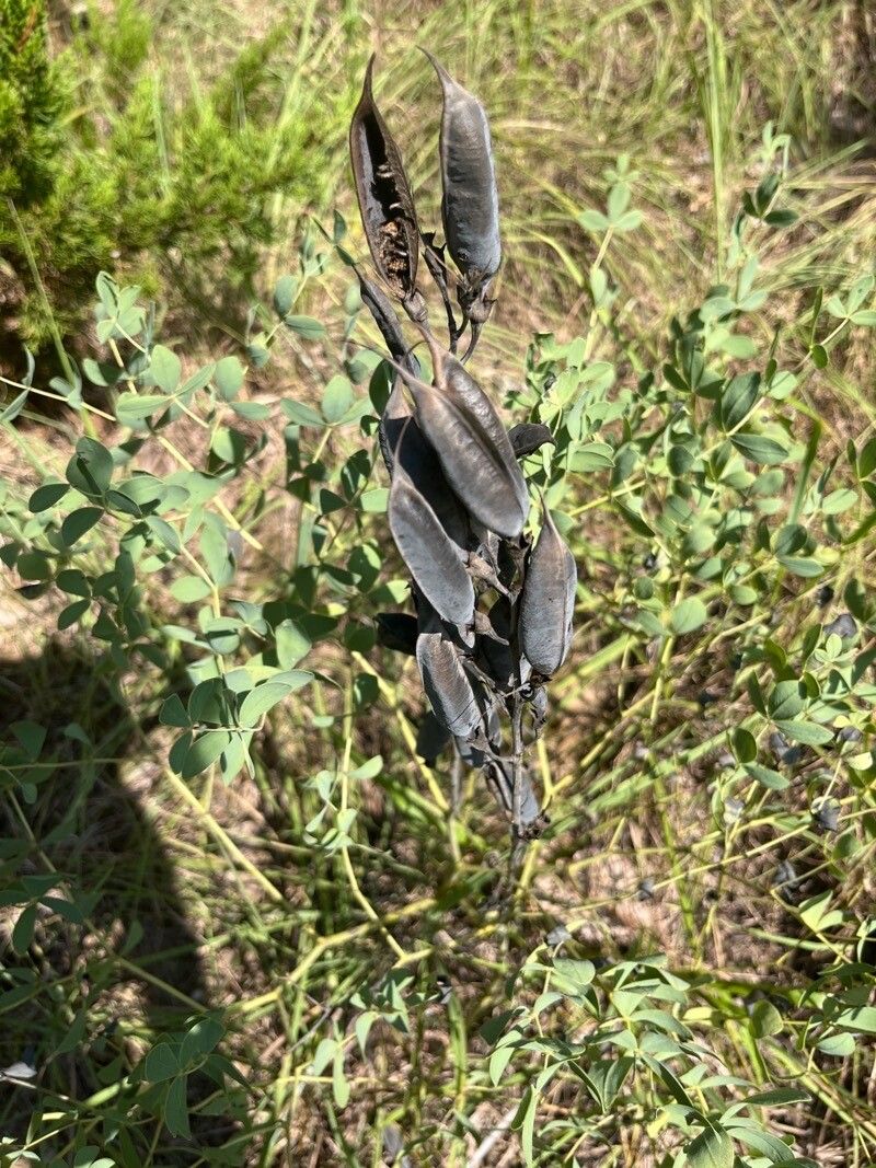 Baptisia tinctoria fruit
