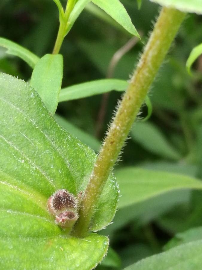 Tricyrtis hirta bark