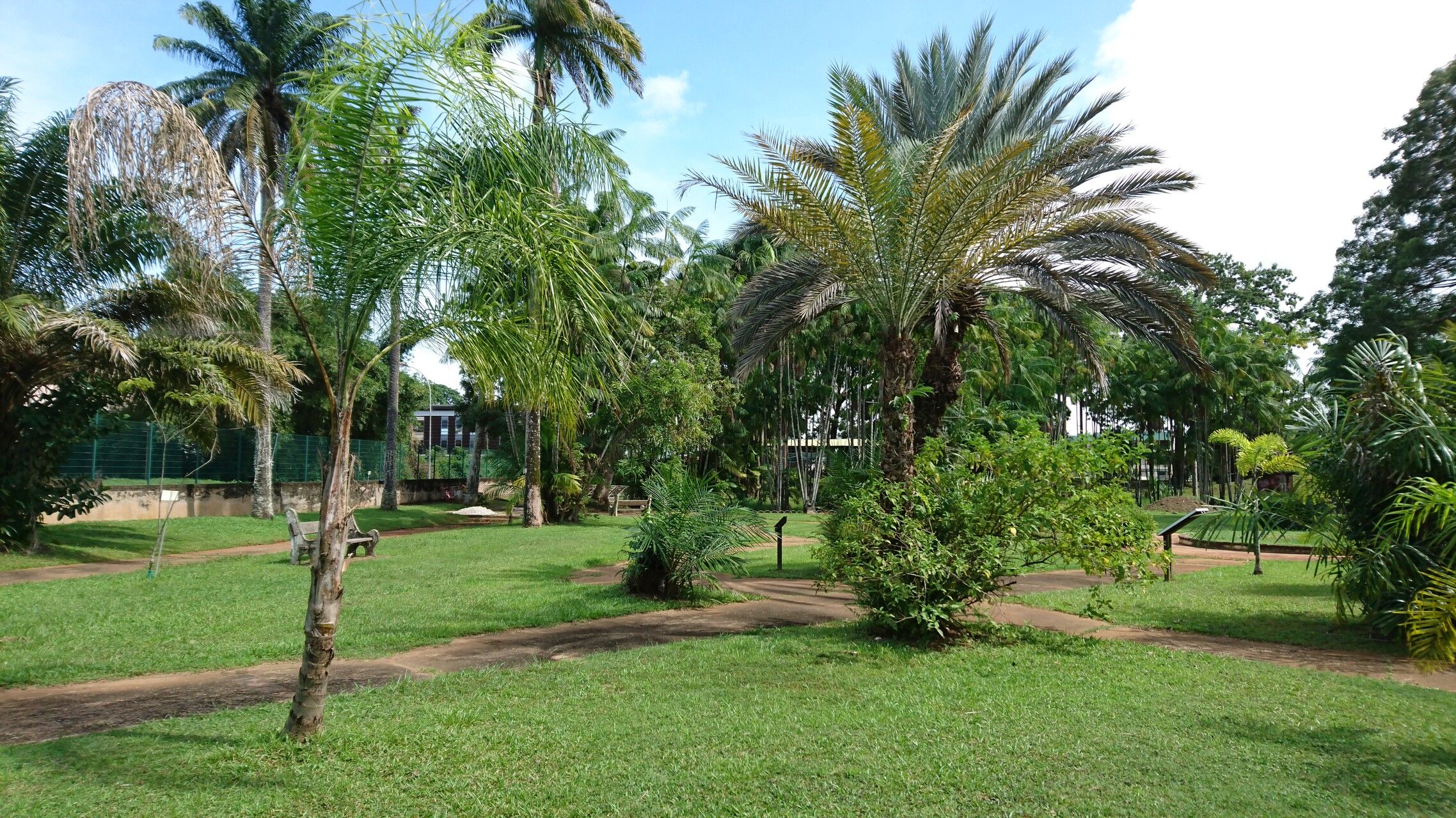 Syagrus inajai habit