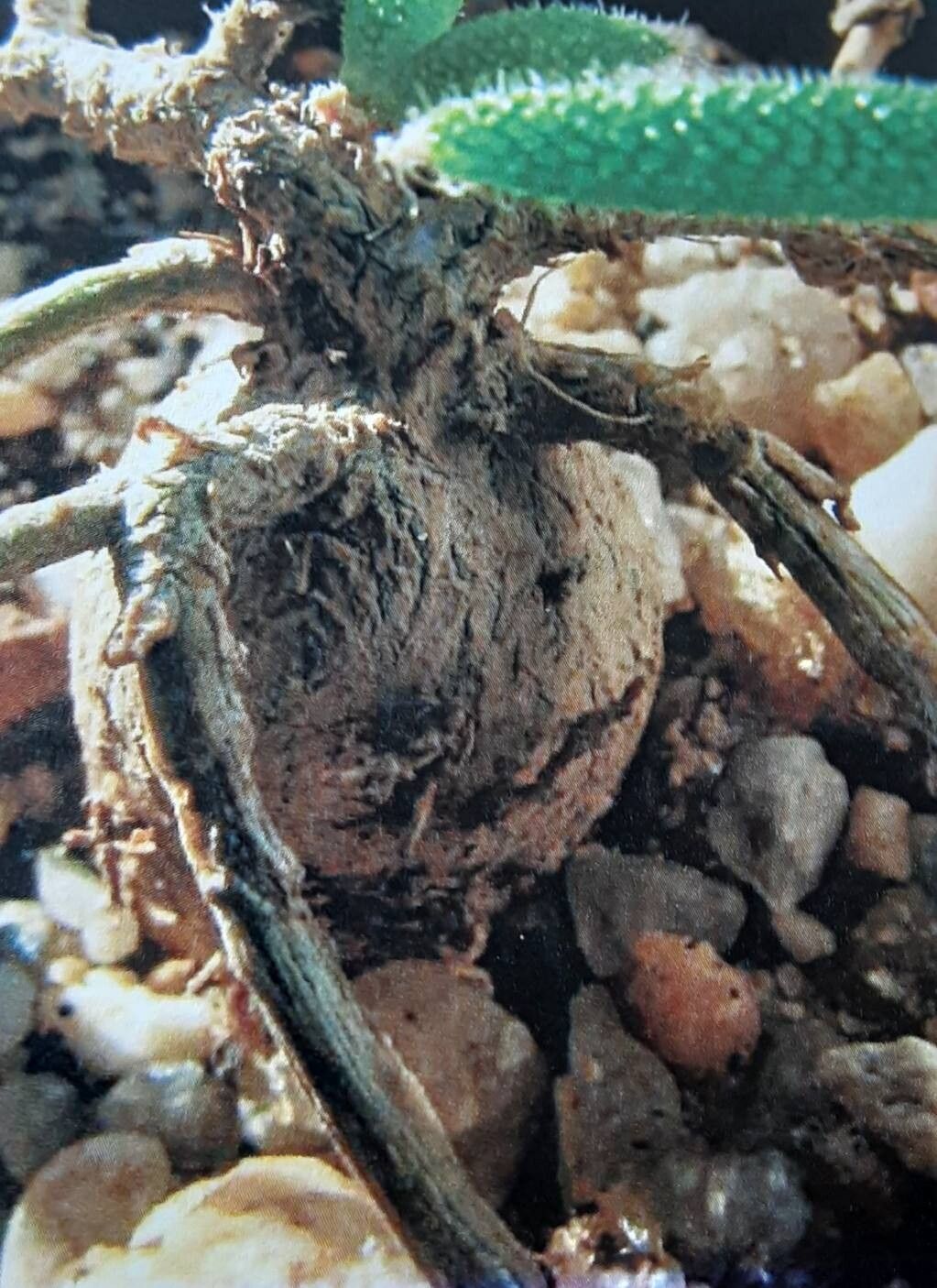 Trichodiadema fergusoniae bark