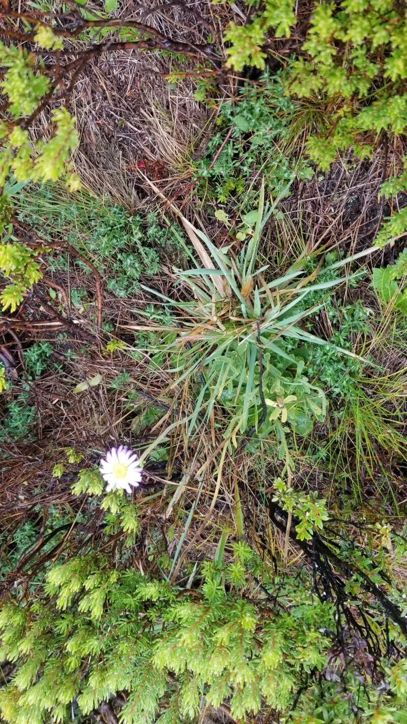 Brachyscome spathulata habit