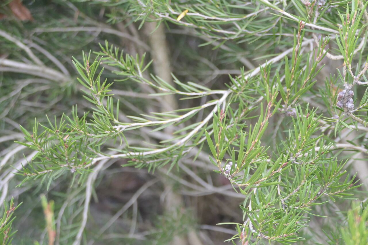 Callistemon pityoides leaf