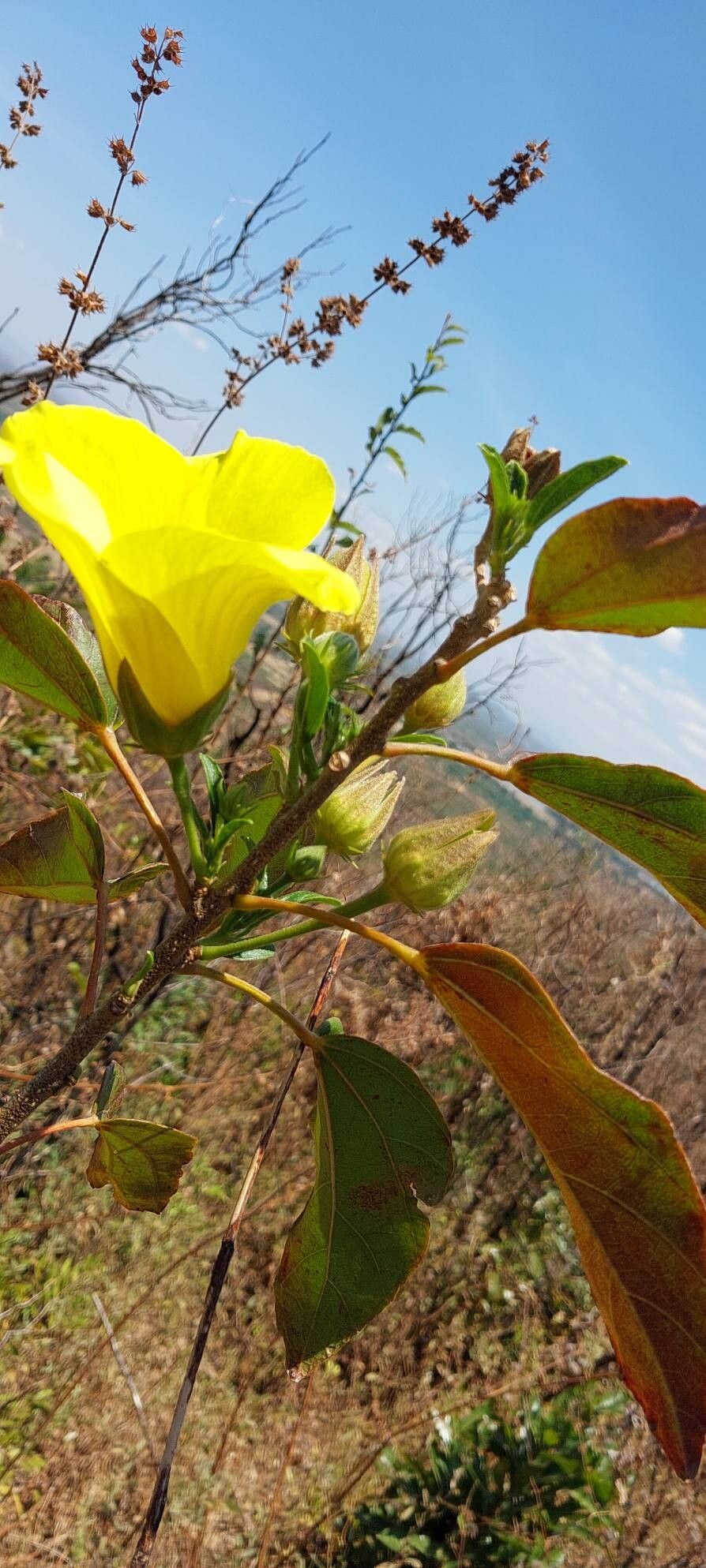 Hibiscus bernieri other