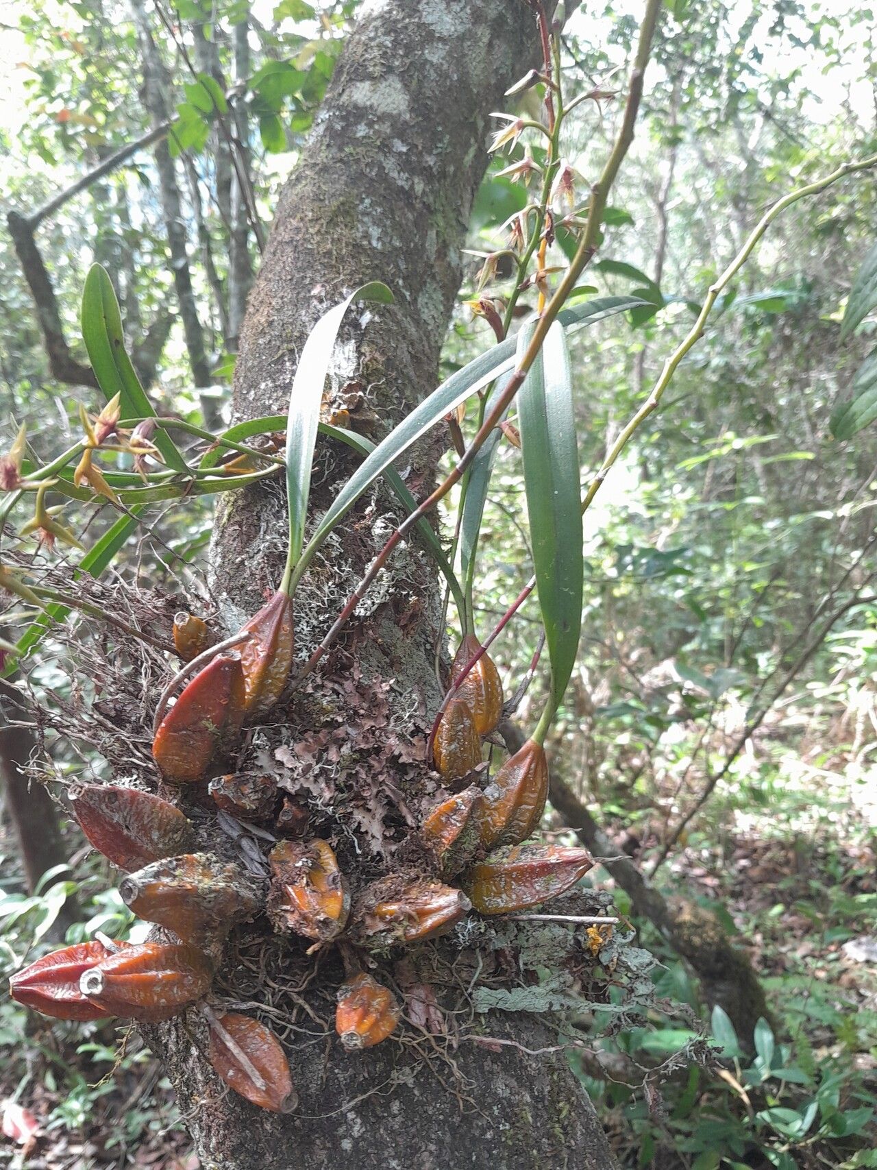 Bulbophyllum reflexiflorum habit