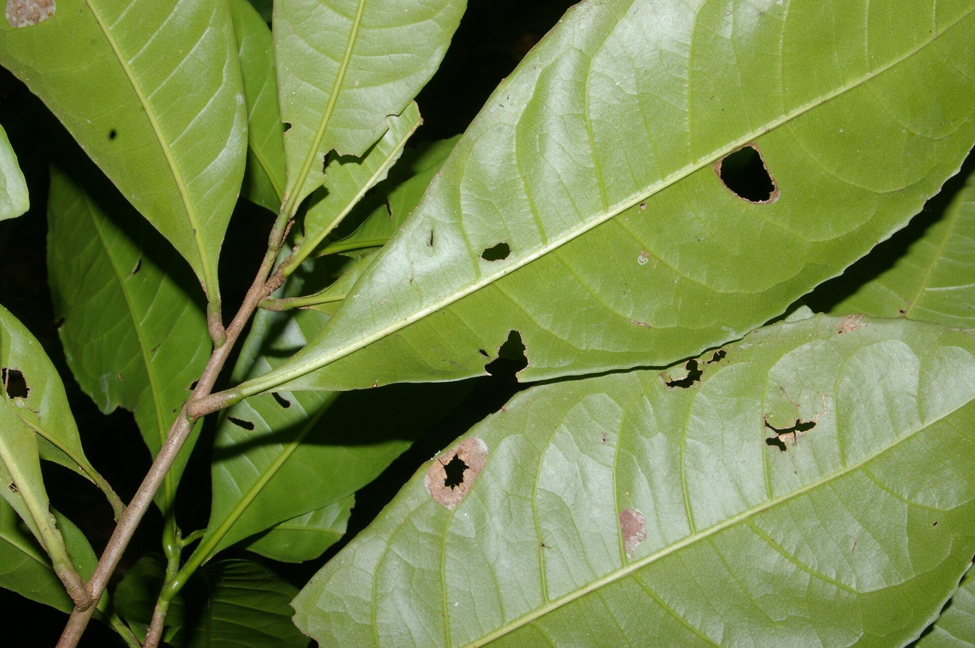 Gustavia brachycarpa leaf