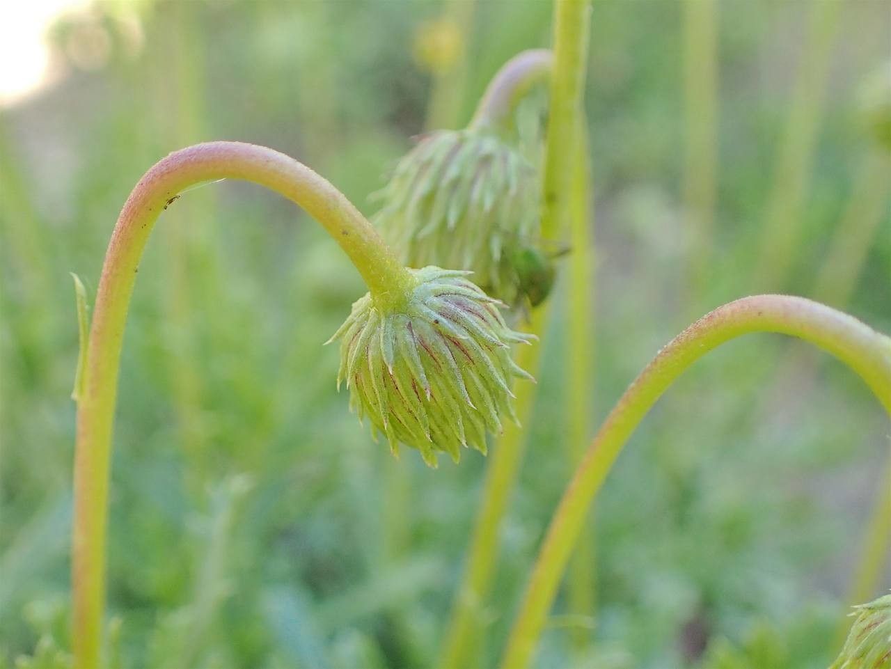 Haplopappus glutinosus flower