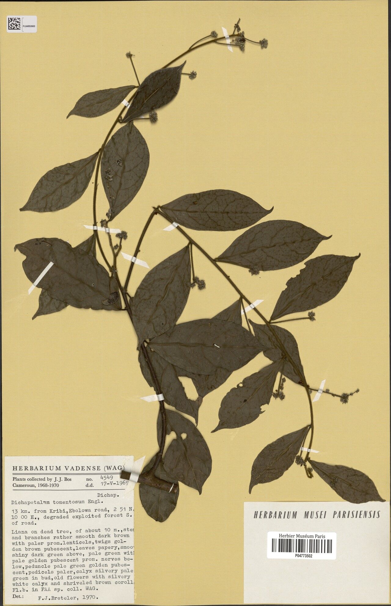 Dichapetalum tomentosum — houseplant care guide