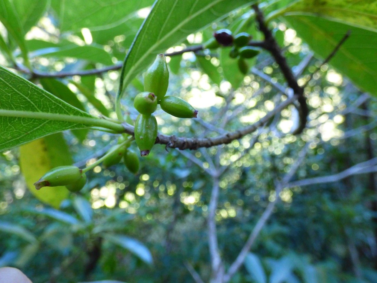 Antirhea borbonica fruit