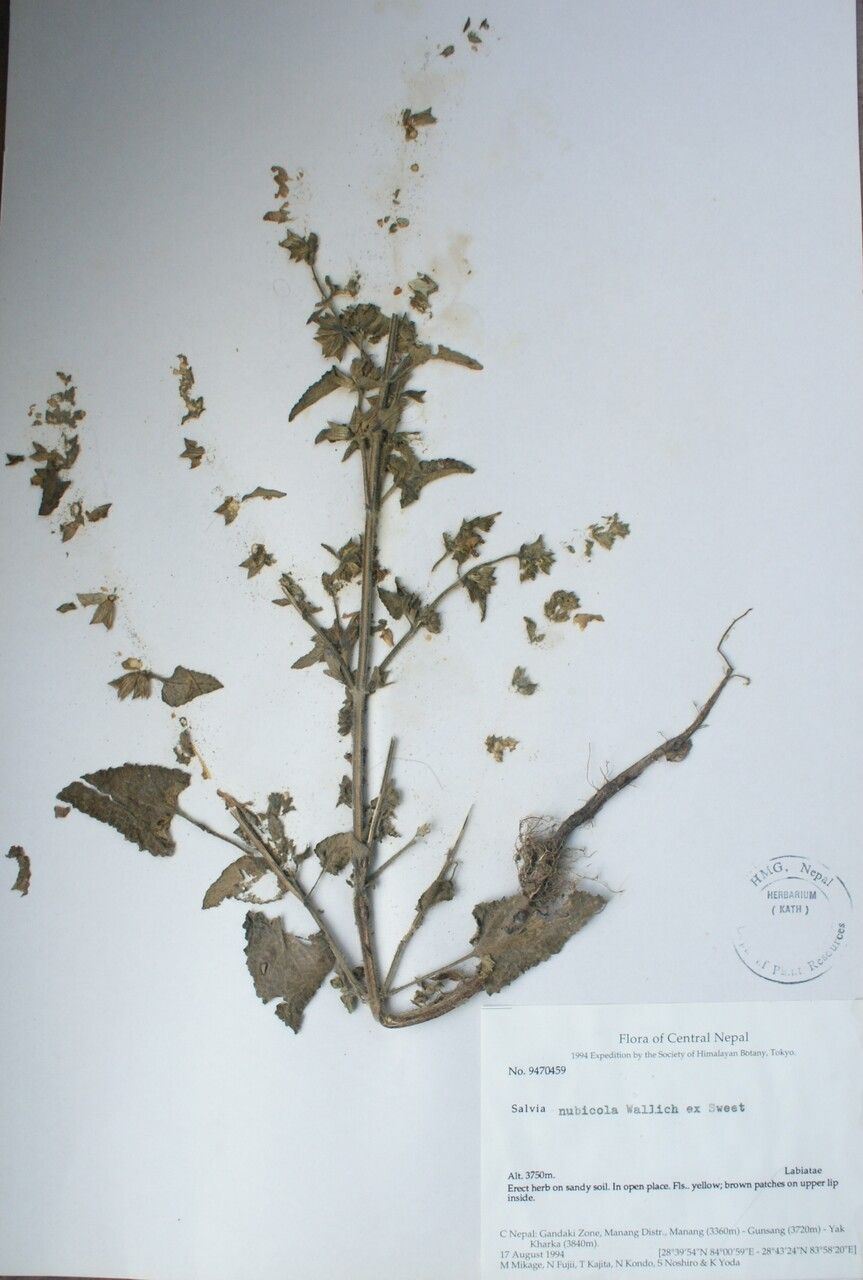 Salvia roborowskii other