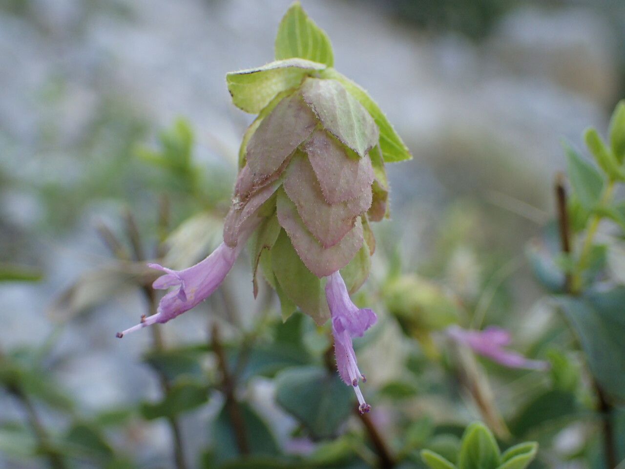 Origanum scabrum flower
