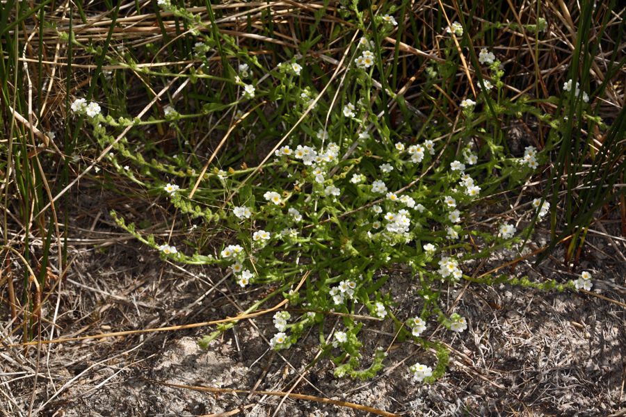 Plagiobothrys parishii habit