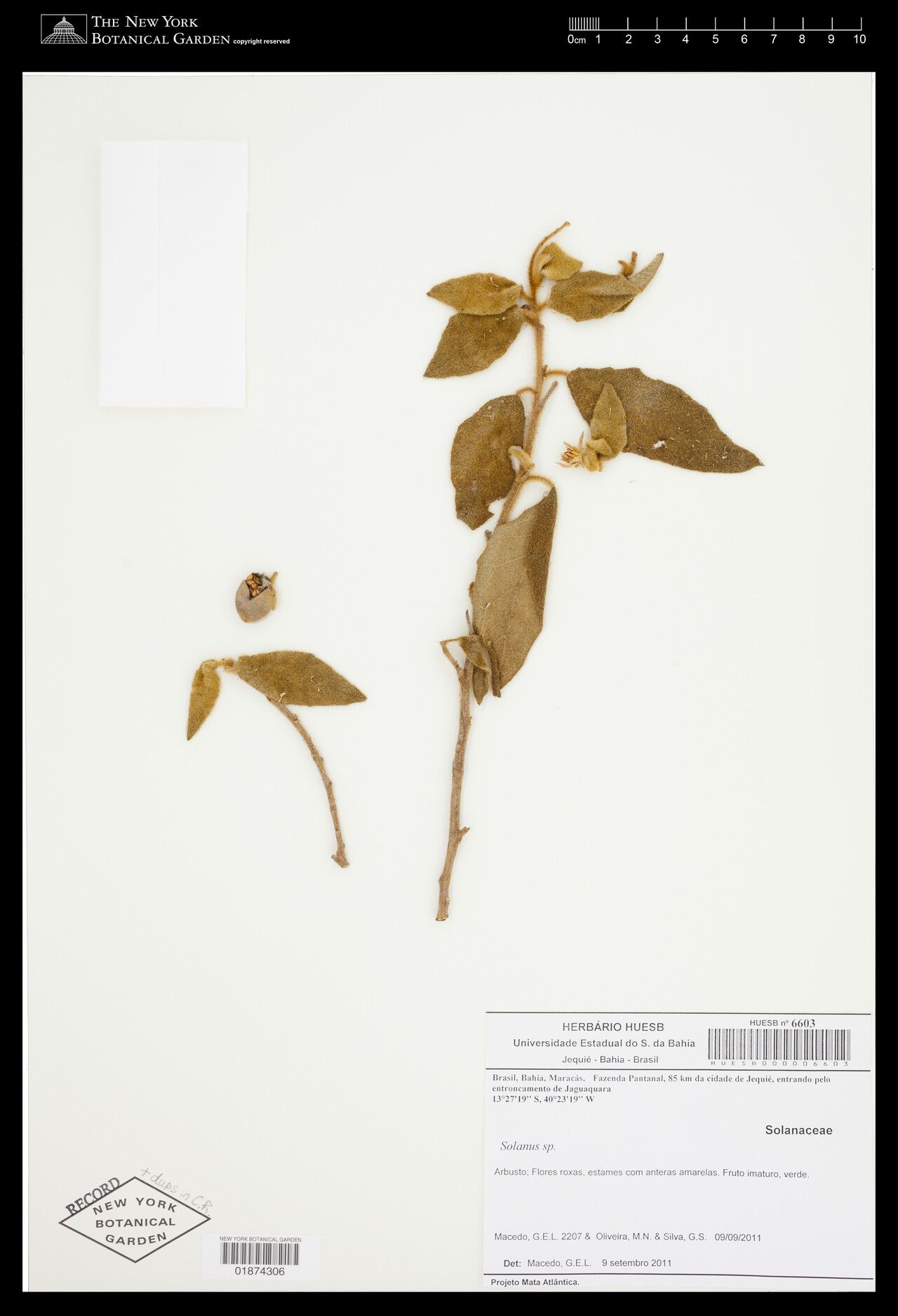 Solanum leptostachys — houseplant care guide