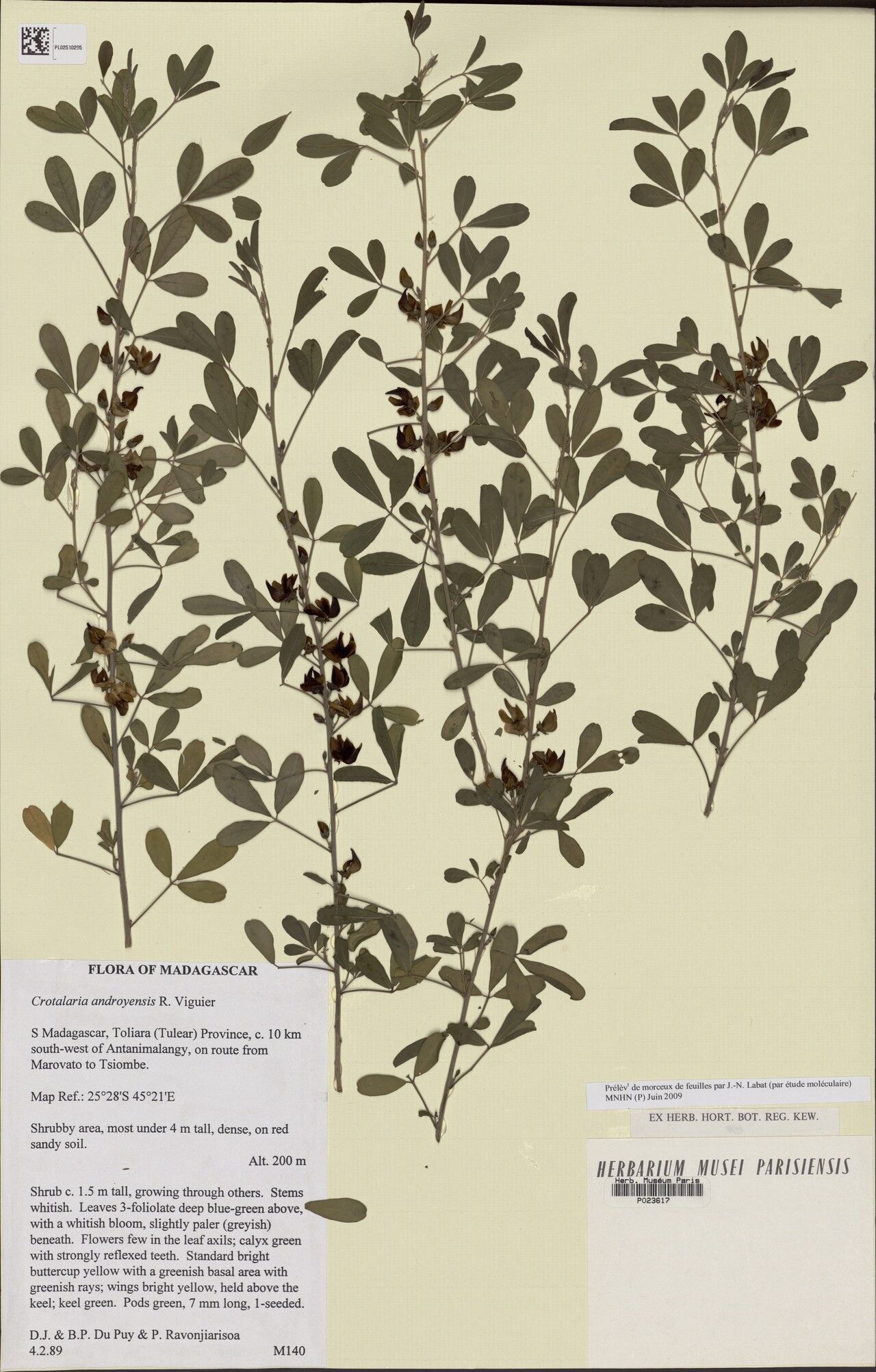 Crotalaria androyensis — houseplant care guide