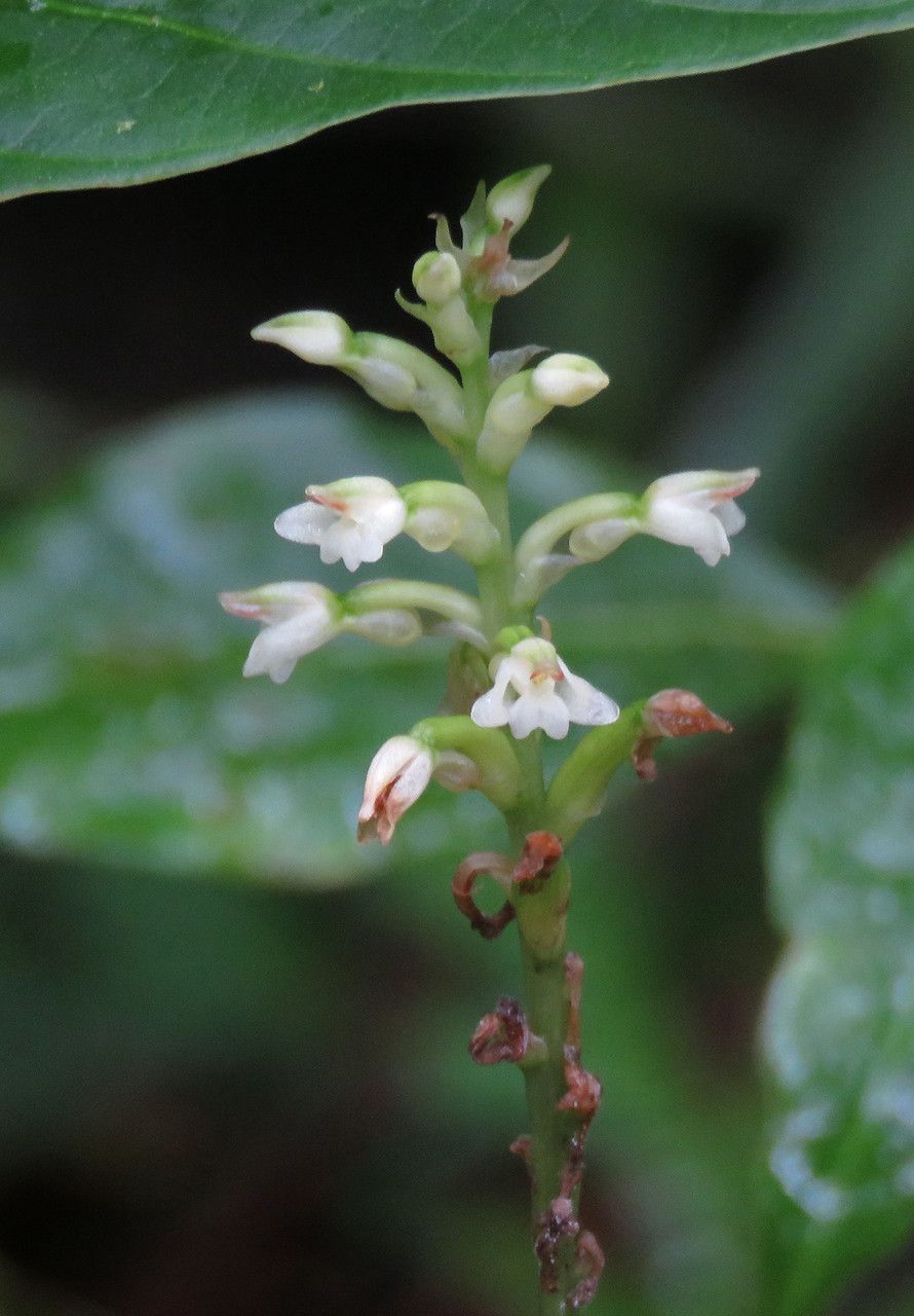 Platythelys querceticola — houseplant care guide