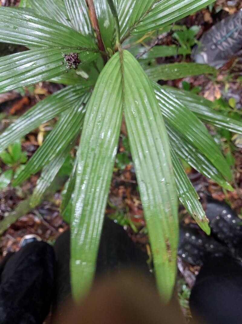 Dypsis concinna leaf