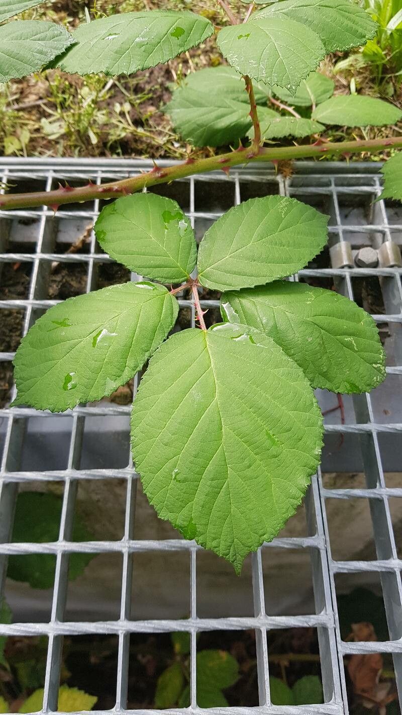 Rubus bertramii — houseplant care guide