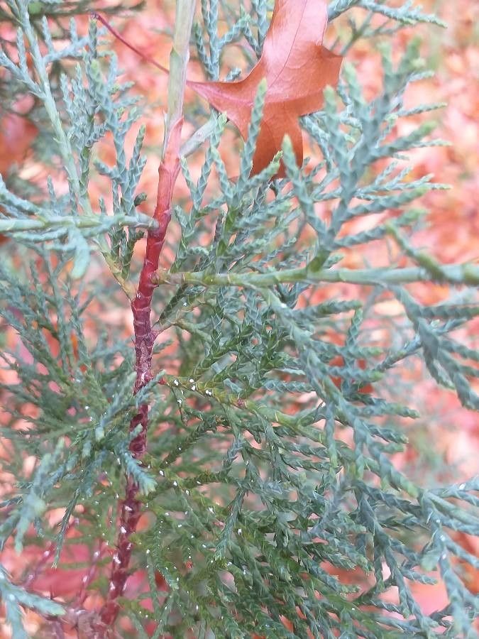 Cupressus gigantea — search result for 'Cupressus'