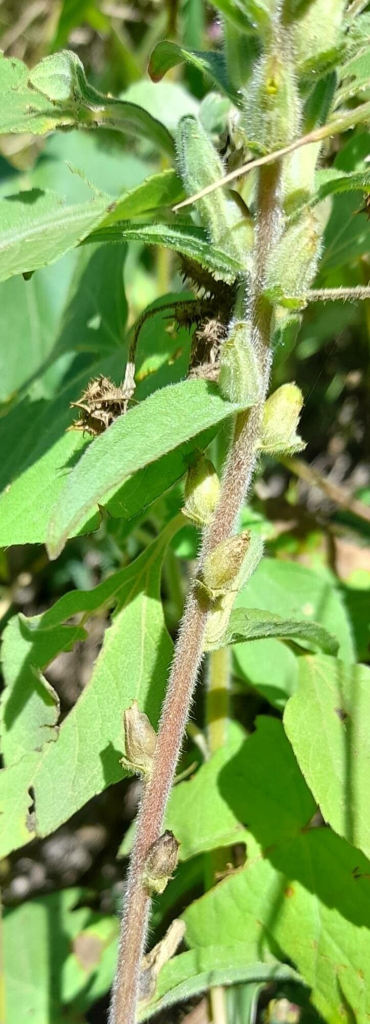 Castilleja arvensis bark