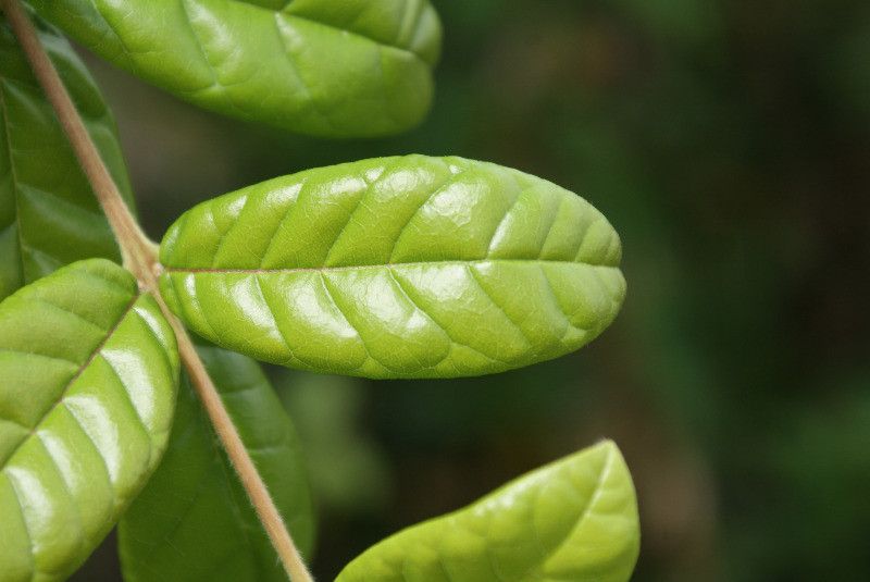 Combretum constrictum leaf