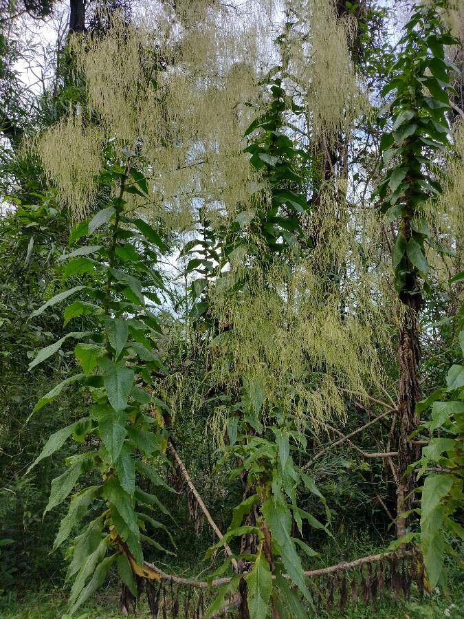 Calomeria amaranthoides habit