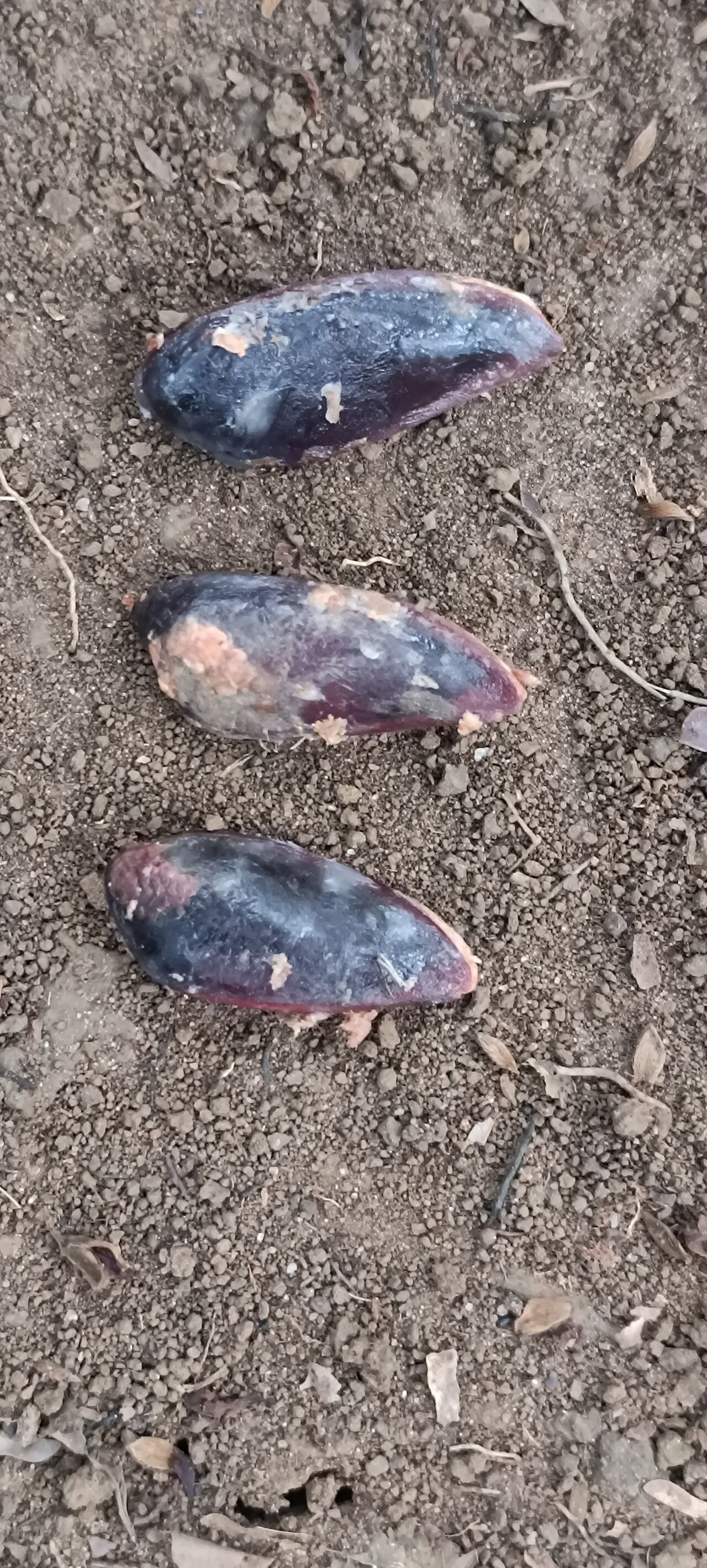 Diospyros mannii fruit