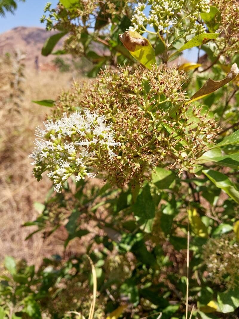 Nuxia oppositifolia flower