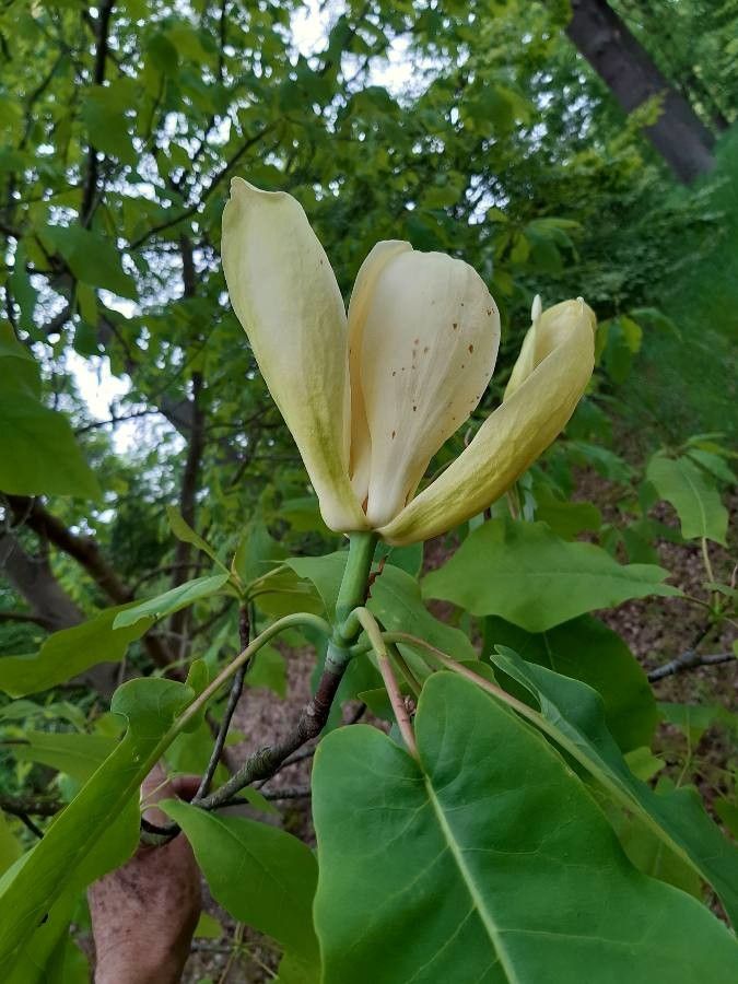 Magnolia fraseri flower