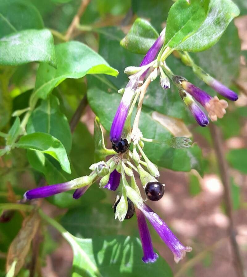 Lycium cestroides flower