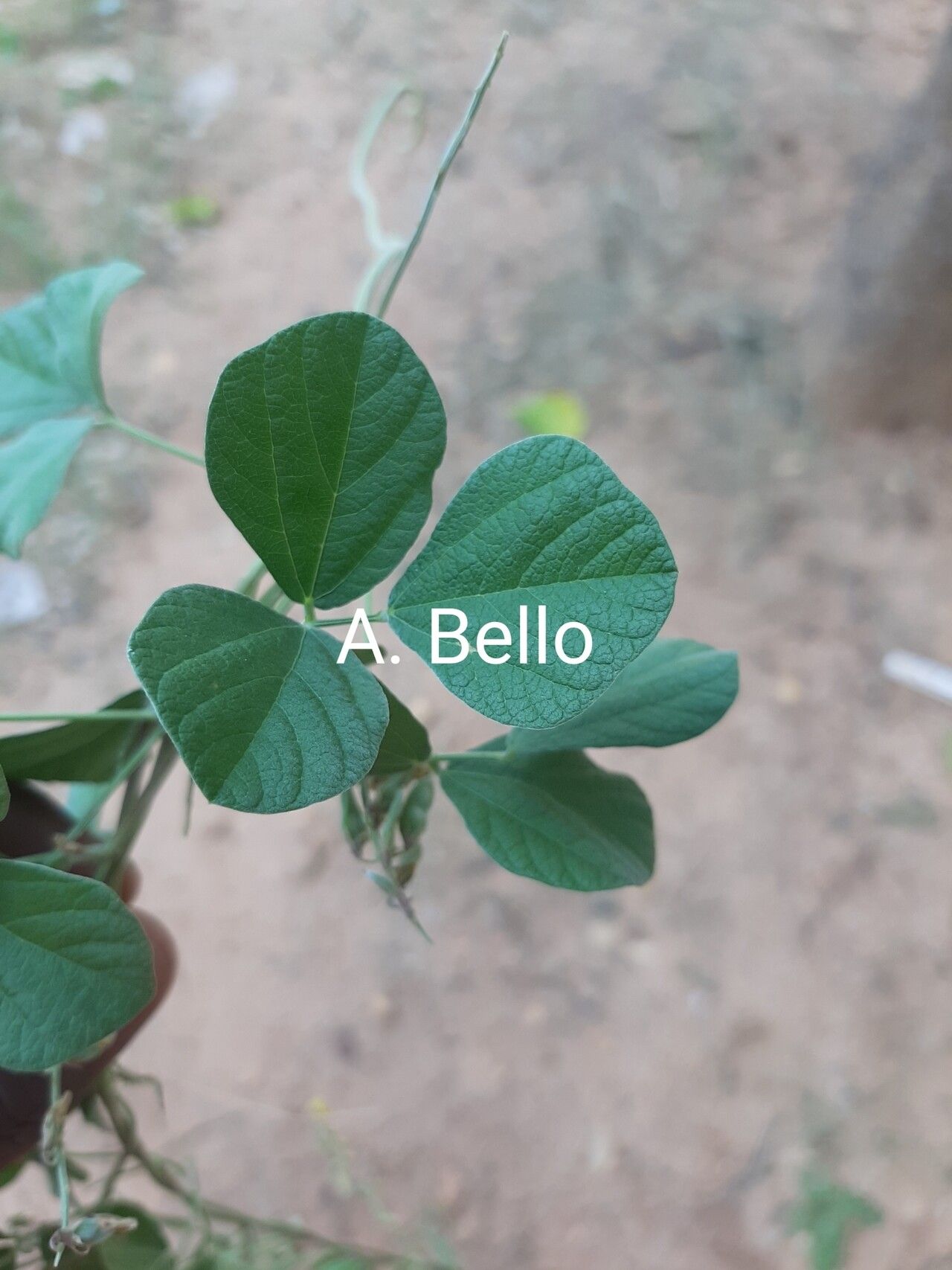 Rhynchosia densiflora leaf