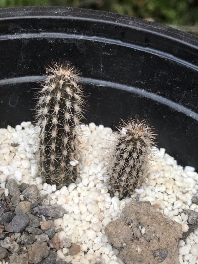 Echinopsis mirabilis — search result for 'Mirabilis'