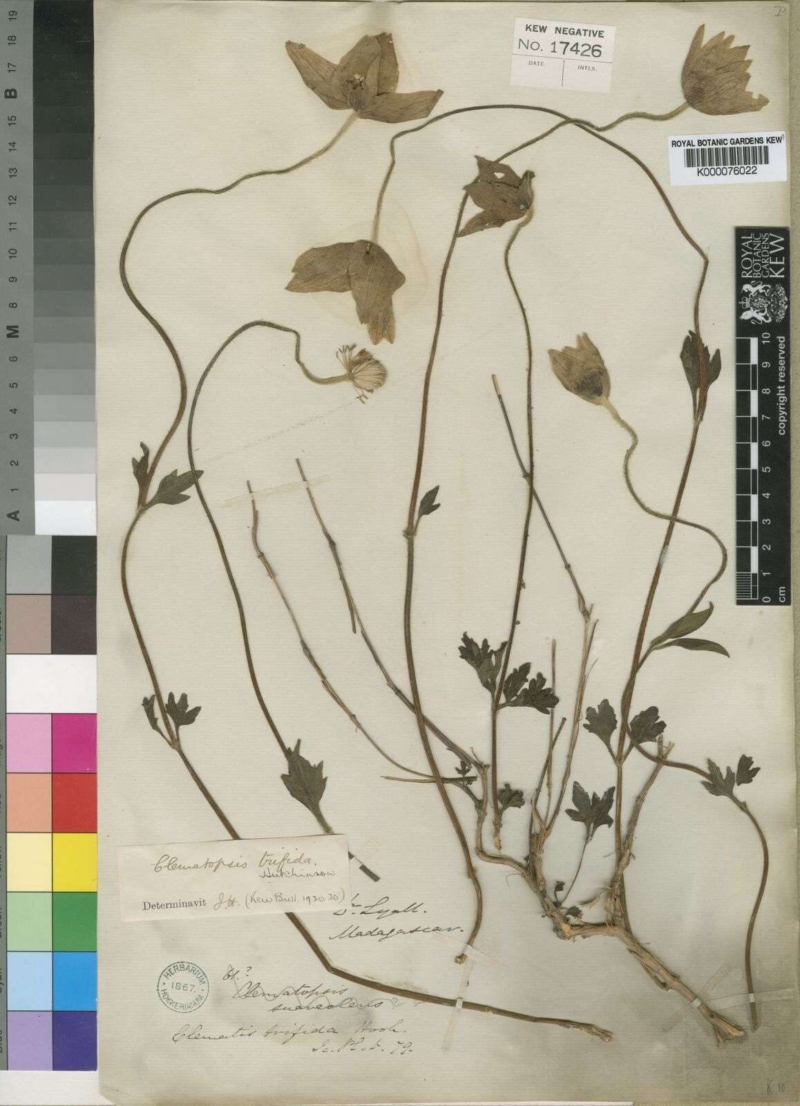 Clematis wangiana — search result for 'Clematis'