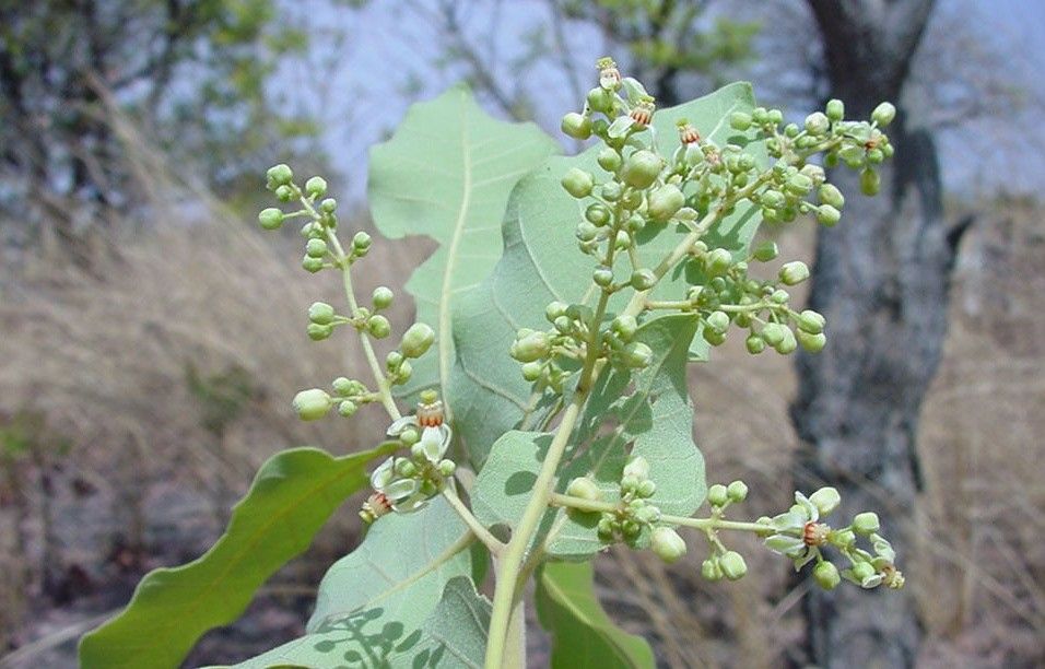 Pseudocedrela kotschyi leaf