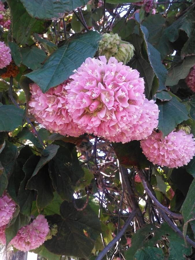 Dombeya wallichii flower