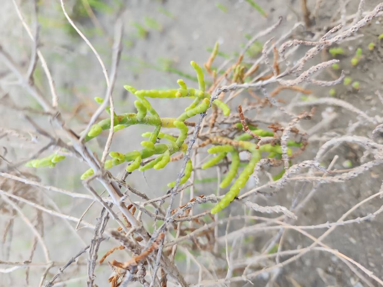 Salicornia persica habit
