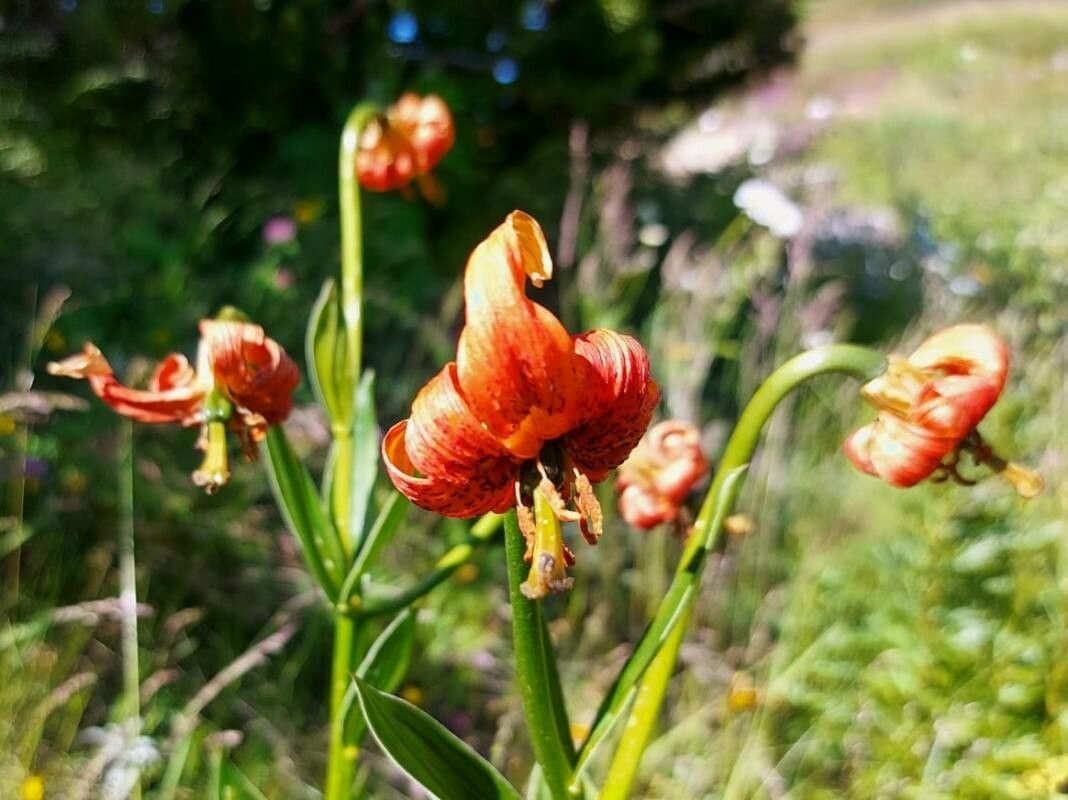 Lilium carniolicum flower