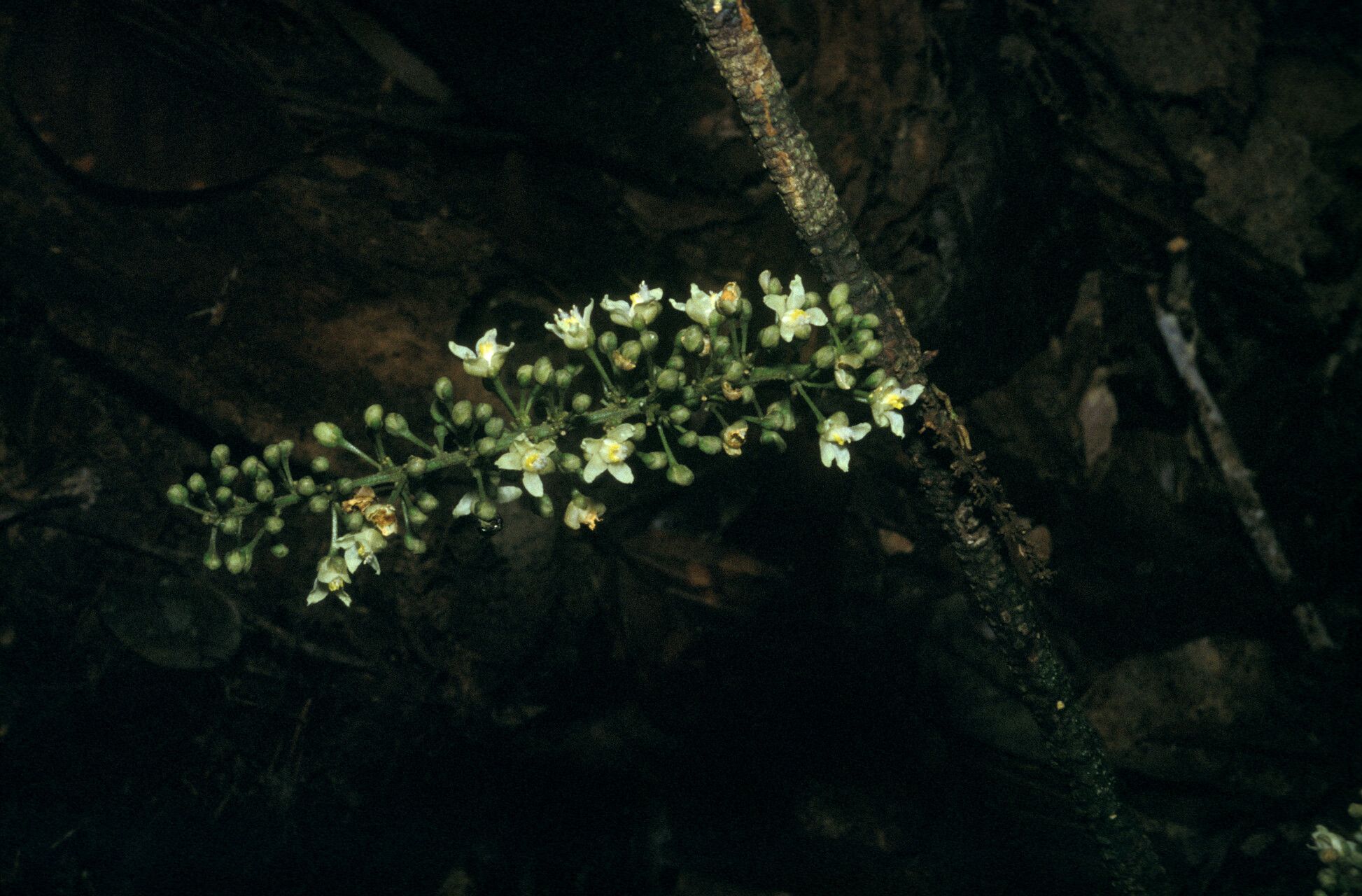 Paullinia prevostiana — houseplant care guide