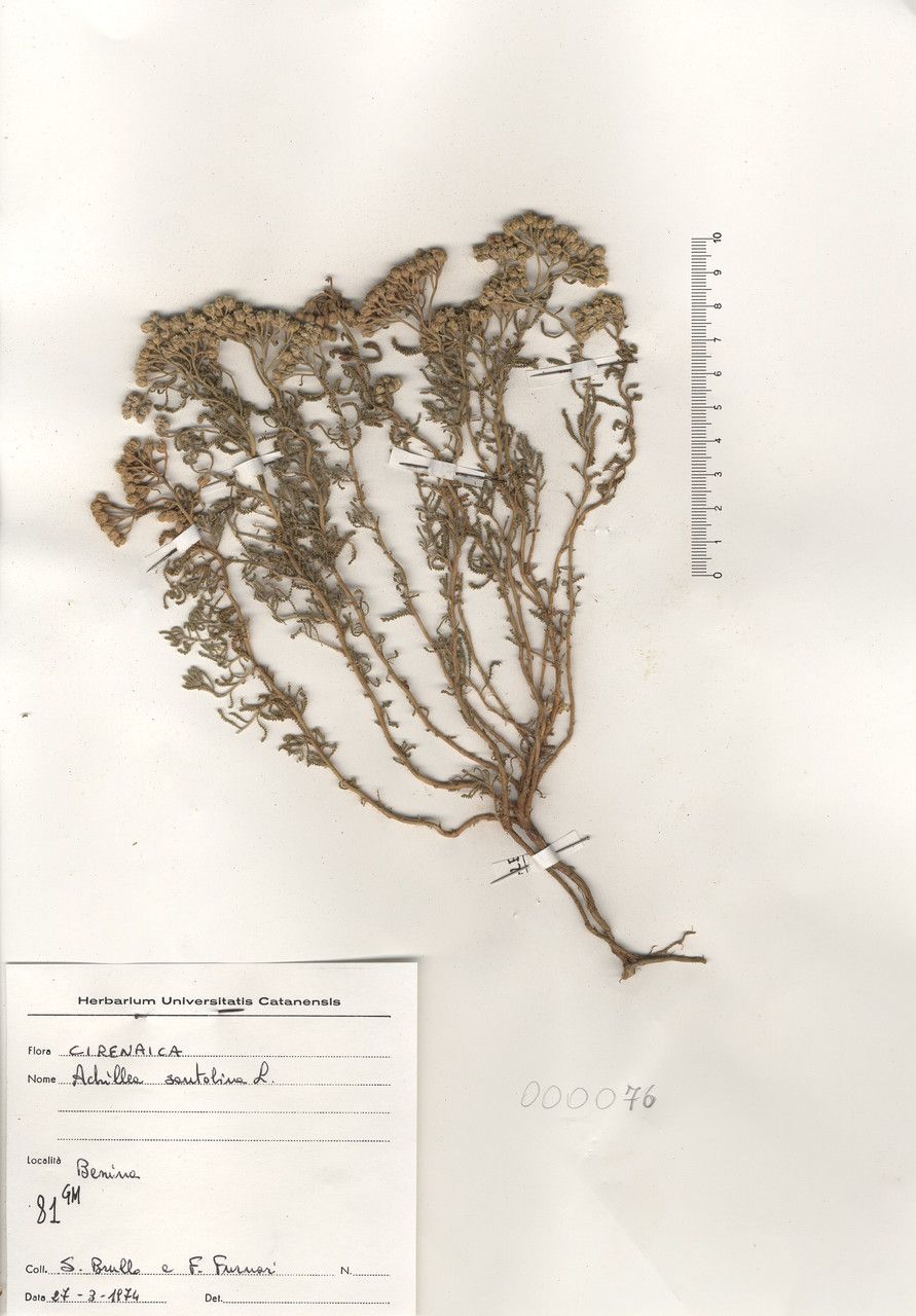Achillea santolina bark