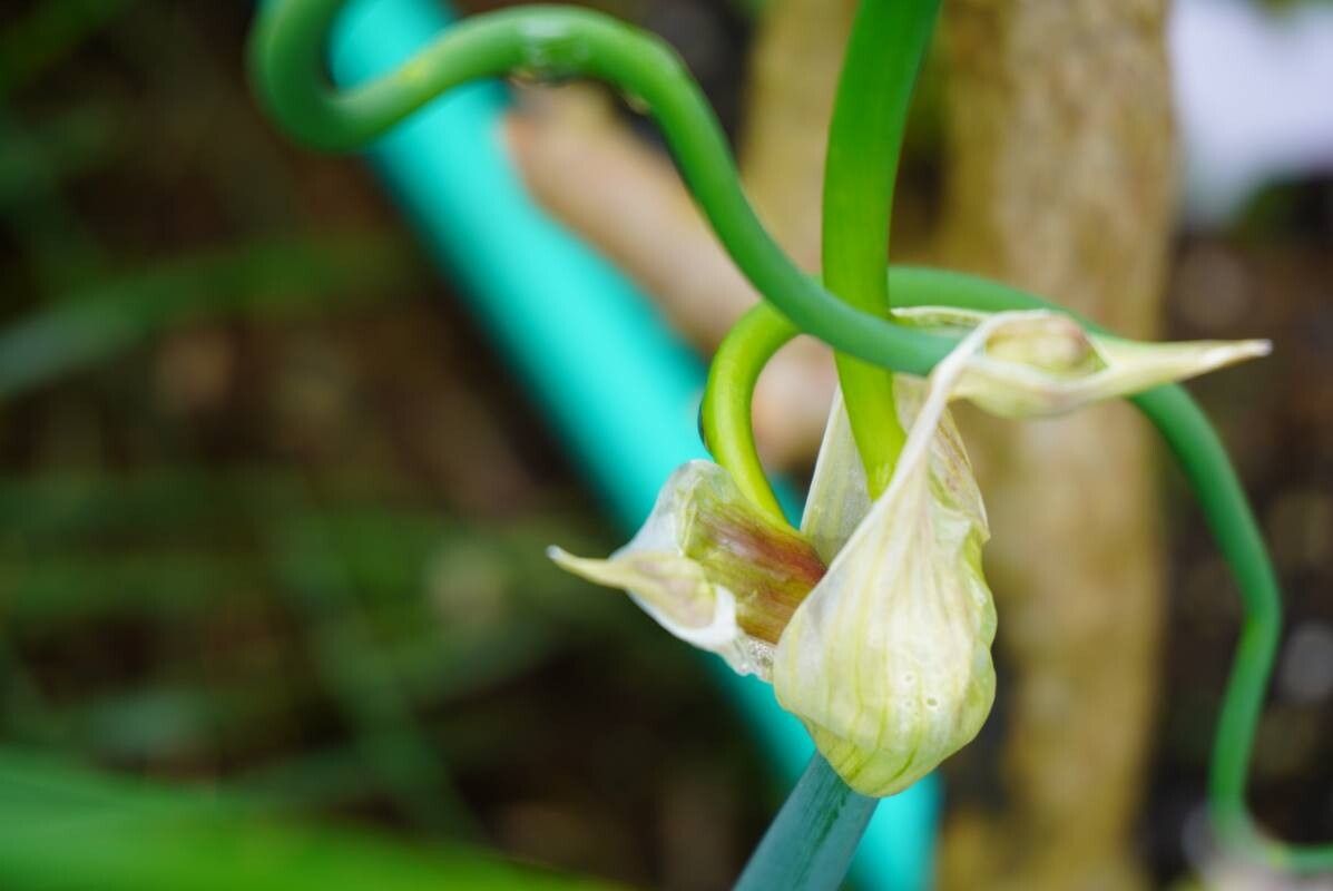 Allium × proliferum — search result for 'Allium'