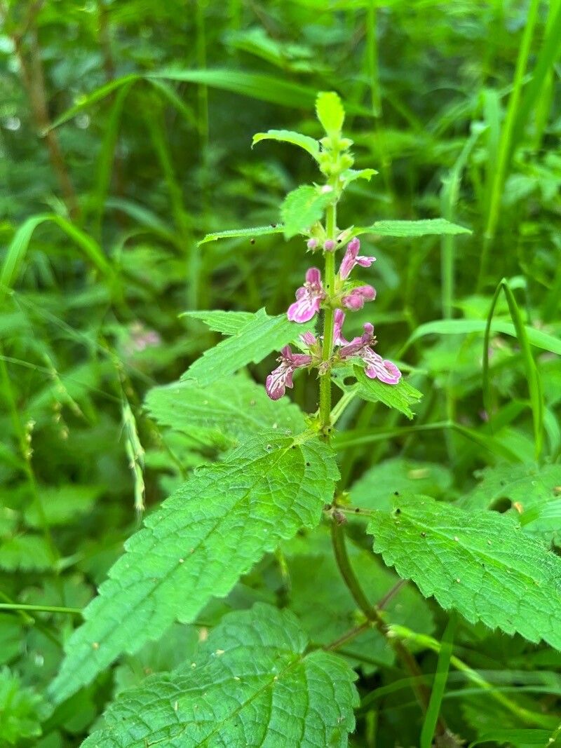 Stachys mexicana flower