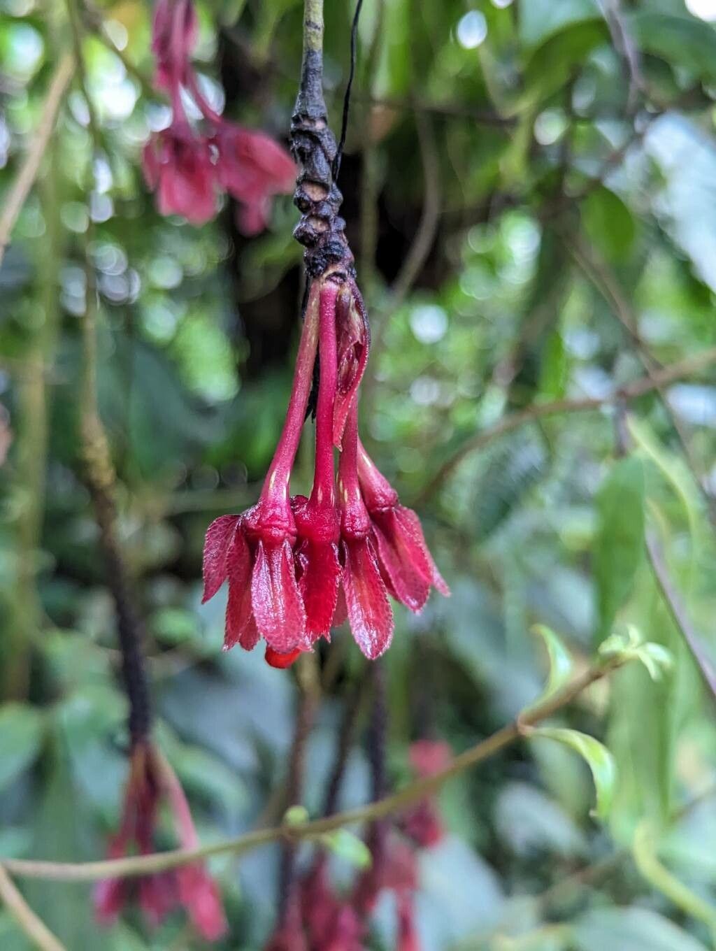 Drymonia pendula flower