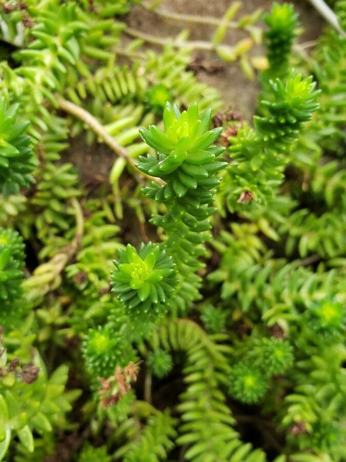 Villadia batesii leaf
