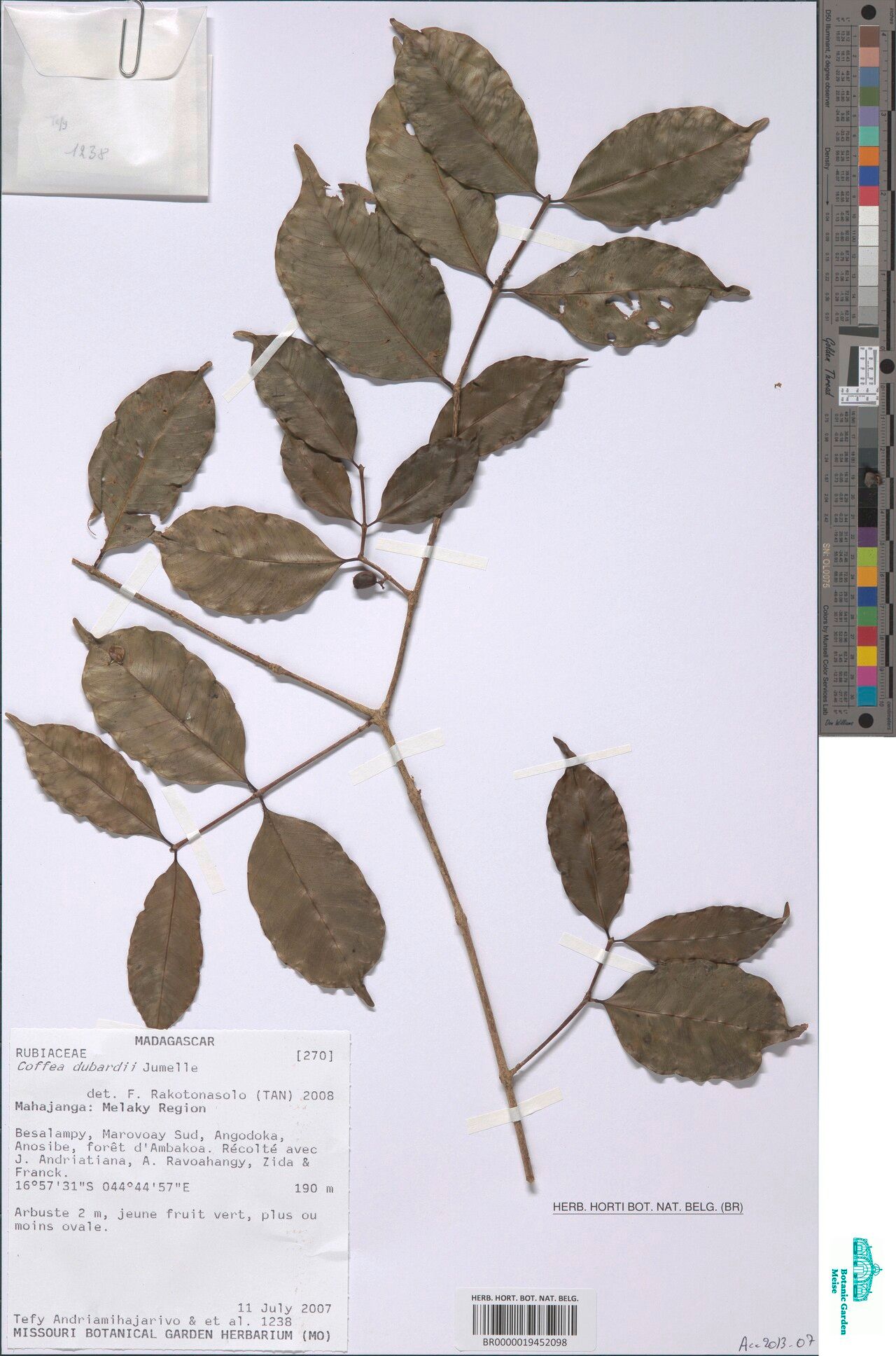 Coffea dubardii — houseplant care guide