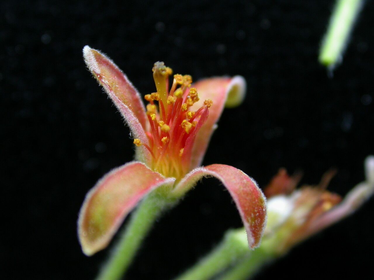 Grewia sapida — houseplant care guide