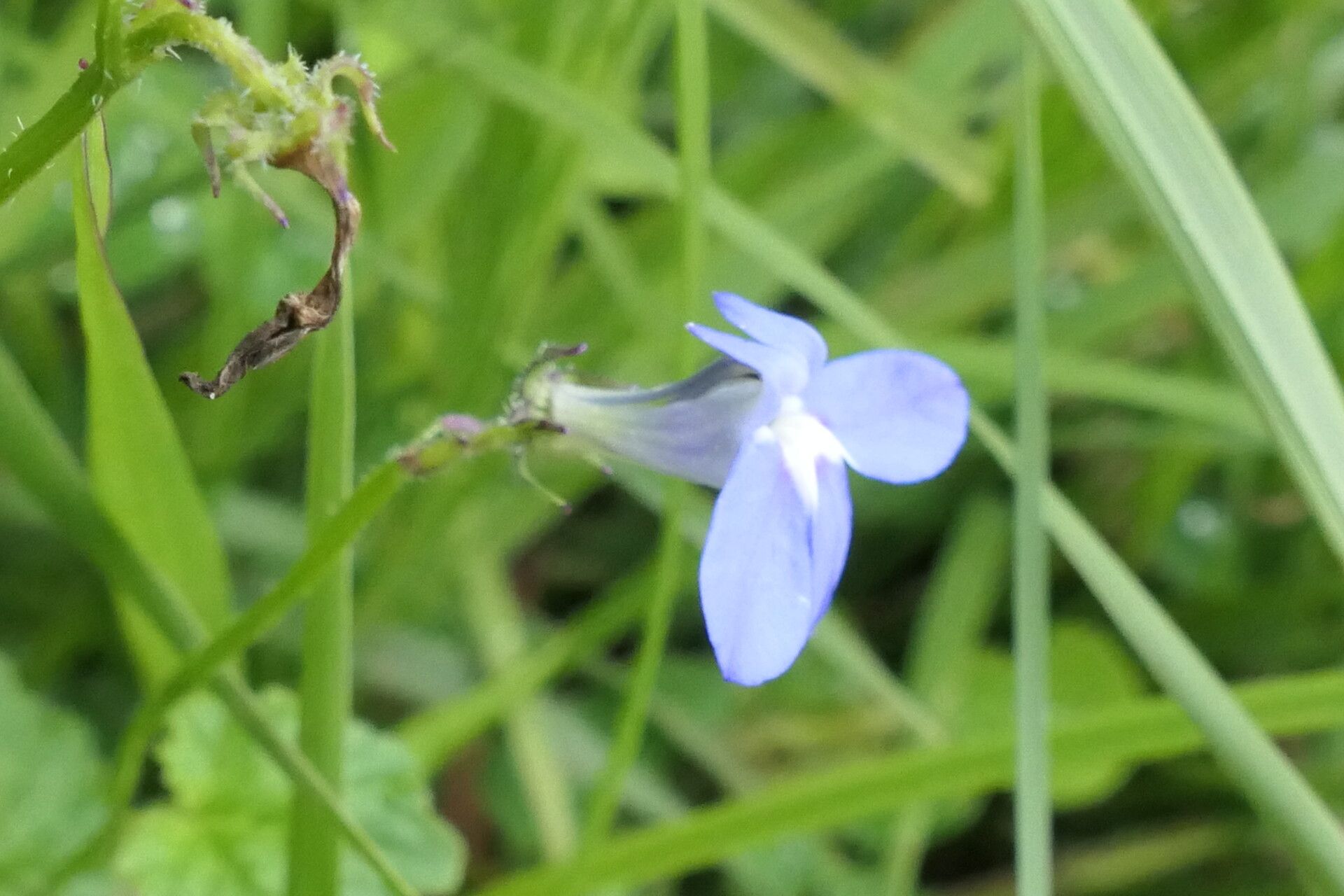 Lobelia cochleariifolia flower