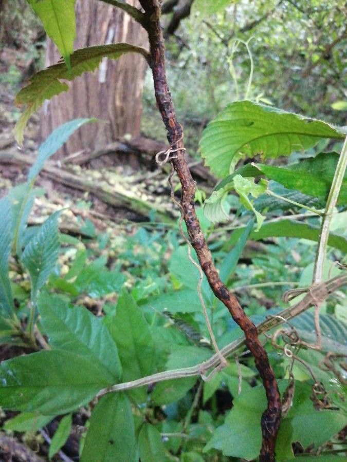 Tetracera volubilis — houseplant care guide