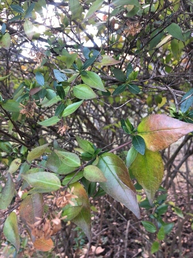 Vesalea floribunda leaf